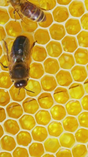 Video post from comvita_nz.