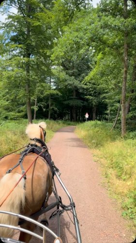 Video post from haflingerfahrsport.