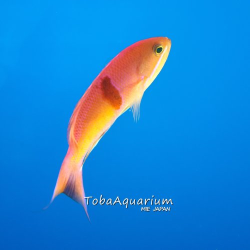 Latest photo