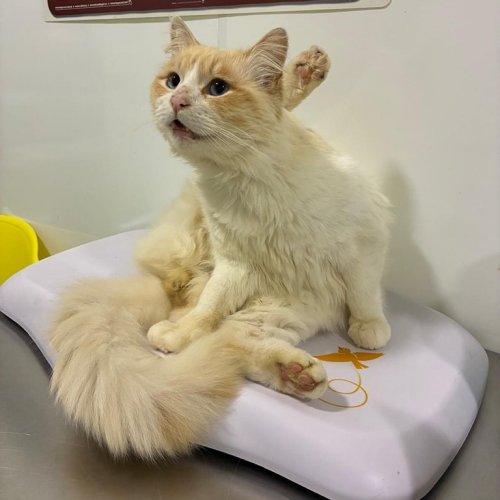 Carousel post from clinica_veterinaria_dourosul.
