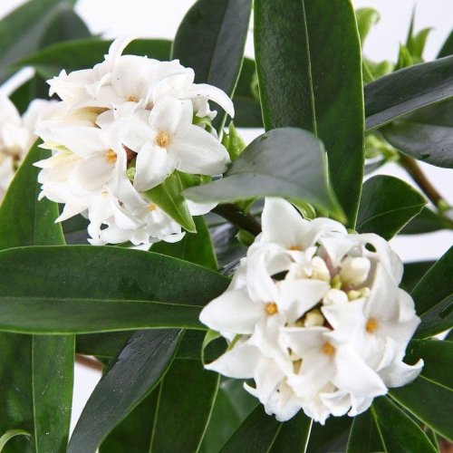 Photo post from backyardgardener.