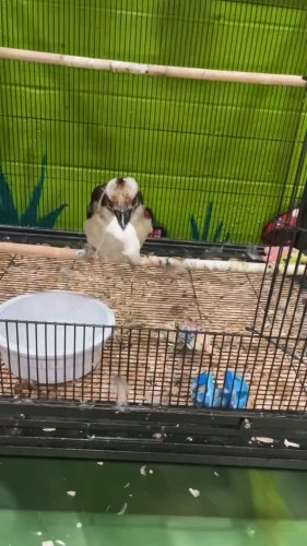 Video post from njexoticpets.