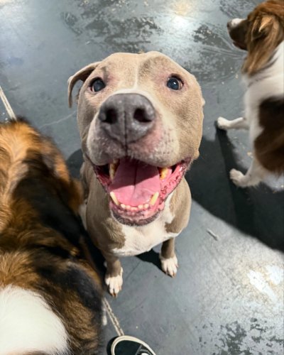 Carousel post from k9playtimedoggydaycare.