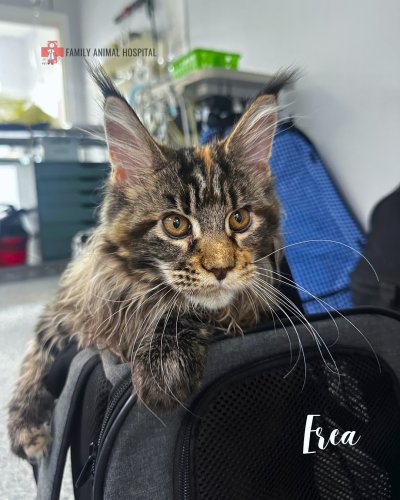 Carousel post from familyanimalhospitalcm.