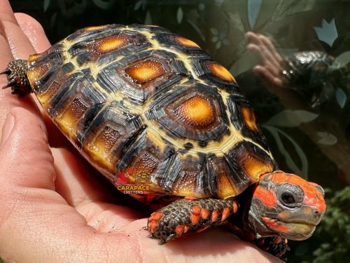 Photo post from carapacecritters.