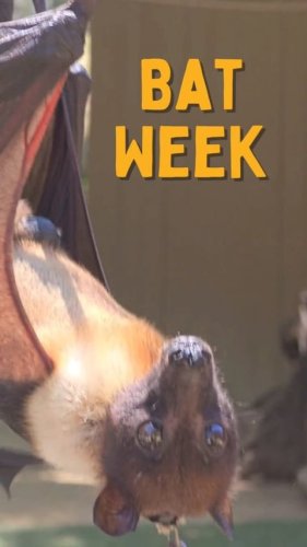 Video post from sfdkanimal.