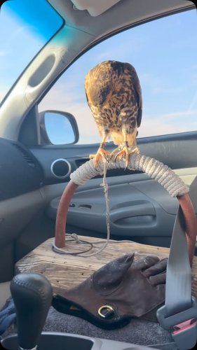 Video post from desertkingsfalconry.
