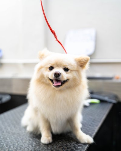 Carousel post from medicalpettj.