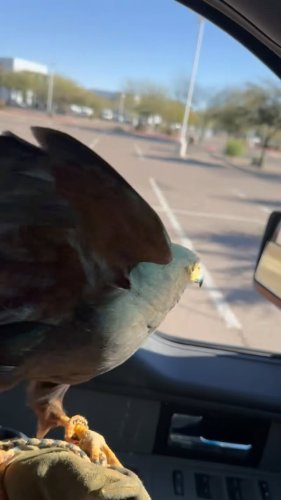 Video post from desertkingsfalconry.