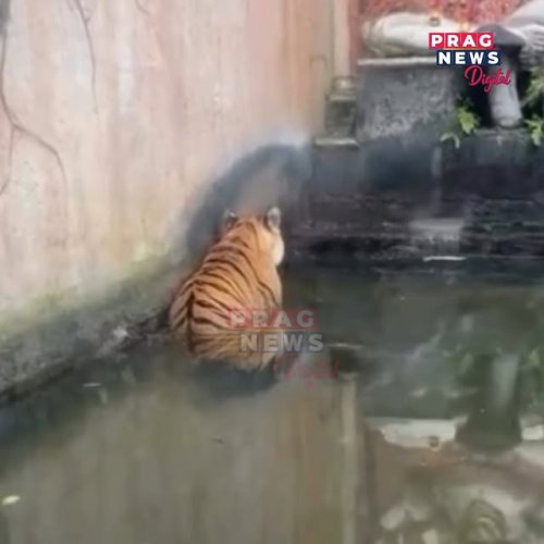 Video post from pragnewsofficial.