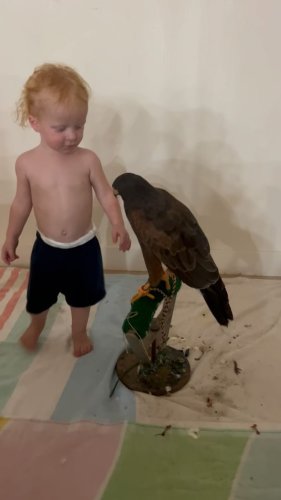 Video post from desertkingsfalconry.