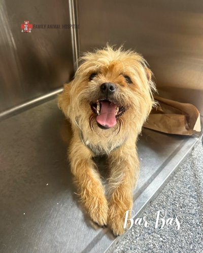 Photo post from familyanimalhospitalcm.