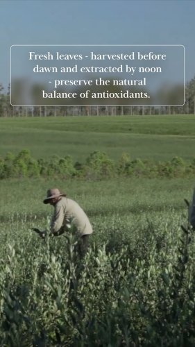 Video post from comvita_nz.