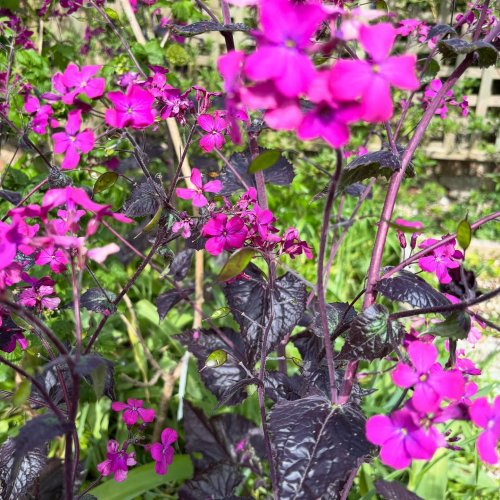 Photo post from gardenhousebrighton.