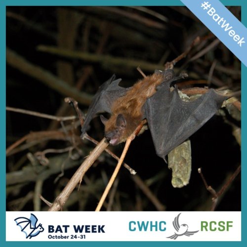 Photo post from cwhcrcsf.