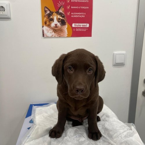 Carousel post from clinica_veterinaria_dourosul.