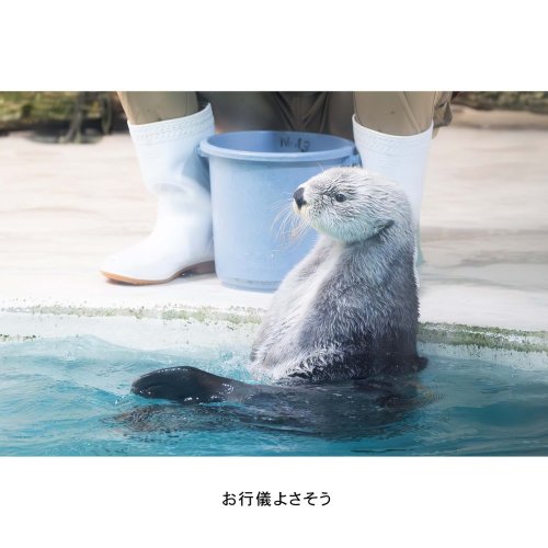 Embed Feed Embed Feed