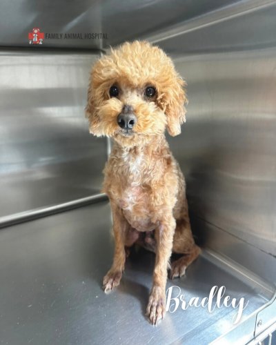 Photo post from familyanimalhospitalcm.