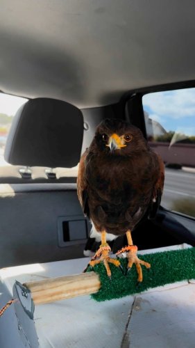 Video post from desertkingsfalconry.