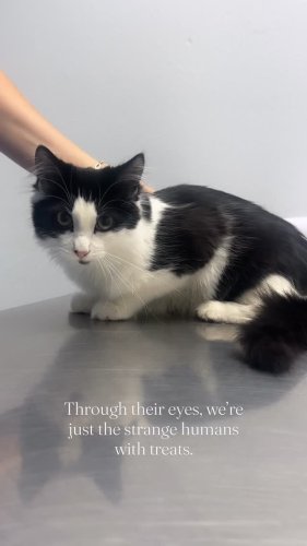 Video post from familyanimalhospitalcm.