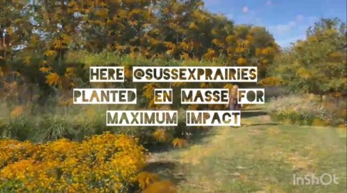 Video post from sussexprairies.