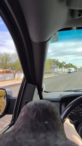 Video post from desertkingsfalconry.