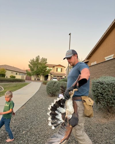 Photo post from desertkingsfalconry.