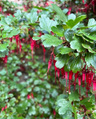 Photo post from gardenhousebrighton.