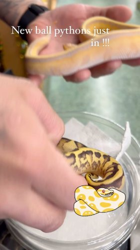Video post from njexoticpets.