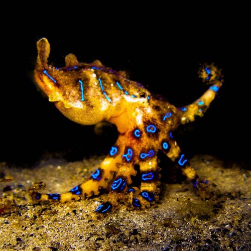 Photo post from manly_diver.