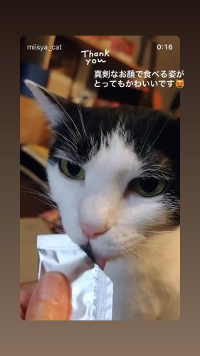 neco-ri　ねこり　4箱　GW限定大幅値下げ！ 愛猫の腎・泌尿器の健康サポートに】neco-ri（ねこり）を徹底