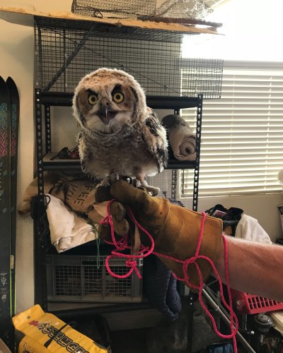 Photo post from desertkingsfalconry.