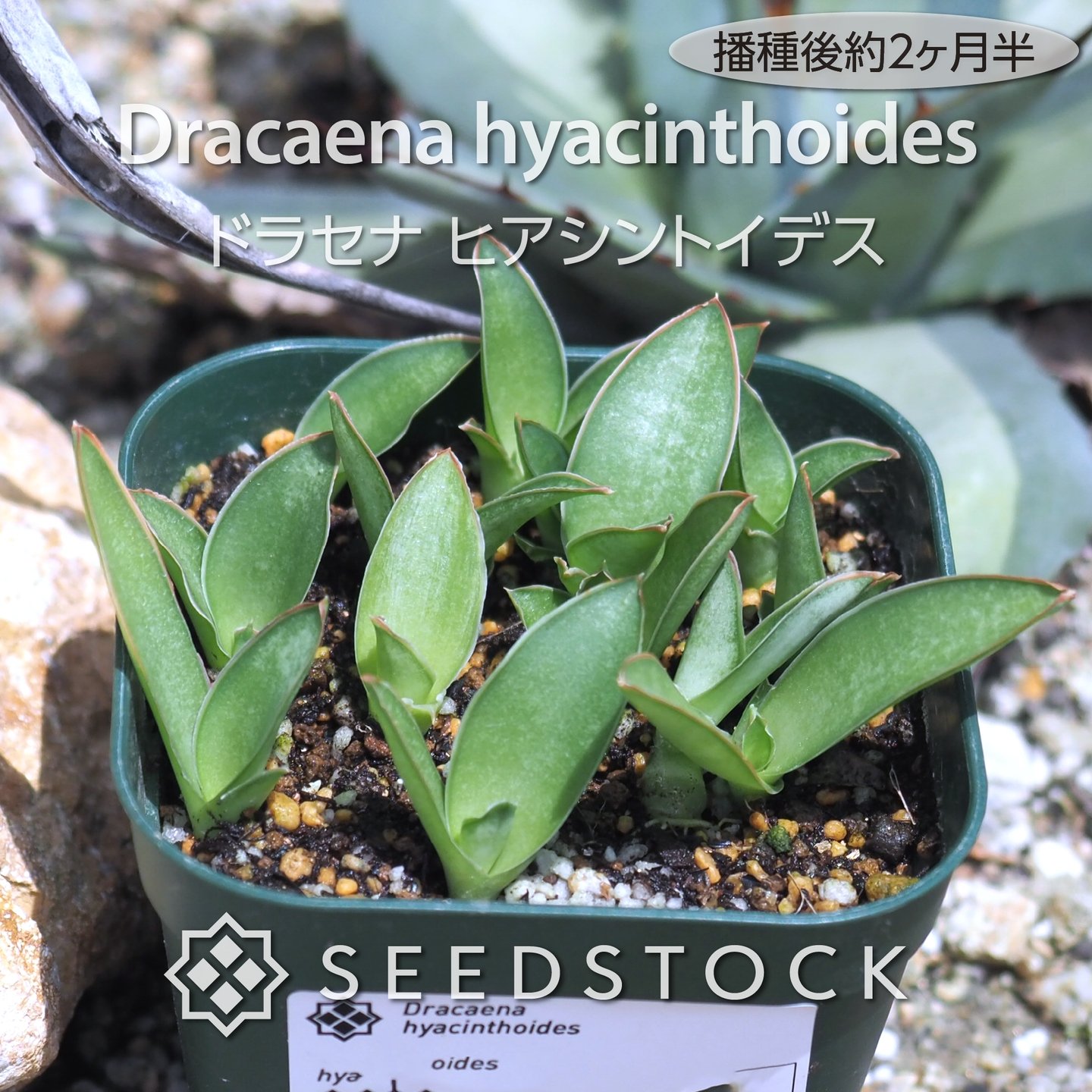アガベ-パキポディウム-アデニウム 種子のお店 seedstock