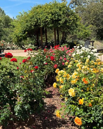 Photo post from ucrbotanicgardens.