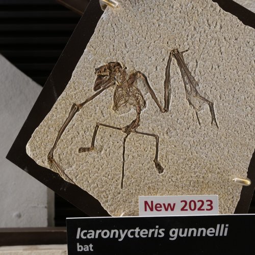 Carousel post from fossilbuttenps.