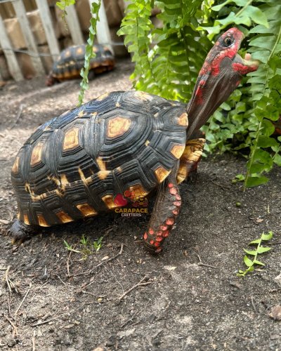 Photo post from carapacecritters.