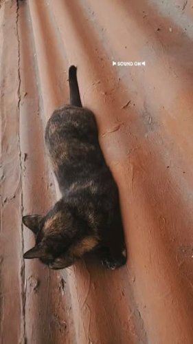 Video post from ira.martelo.