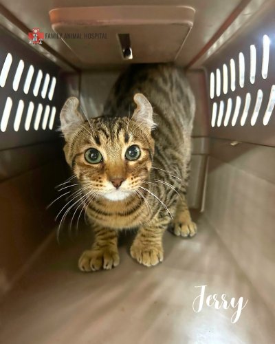 Carousel post from familyanimalhospitalcm.