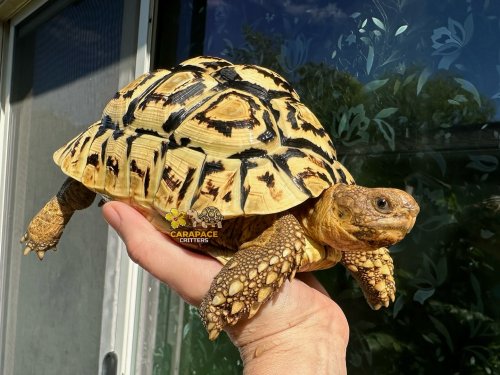 Photo post from carapacecritters.