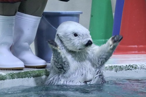 鳥羽水族館⭐️⭐️ポスター⭐️ラッコ⭐️メイ⭐️キラ 仲良し写真② キラちゃんにぎゅっとするメイちゃん🦦🥺🩷 何度も