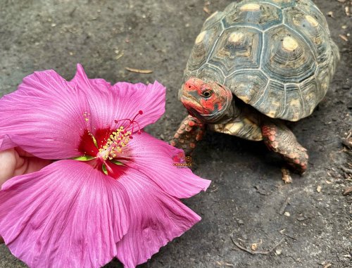 Photo post from carapacecritters.