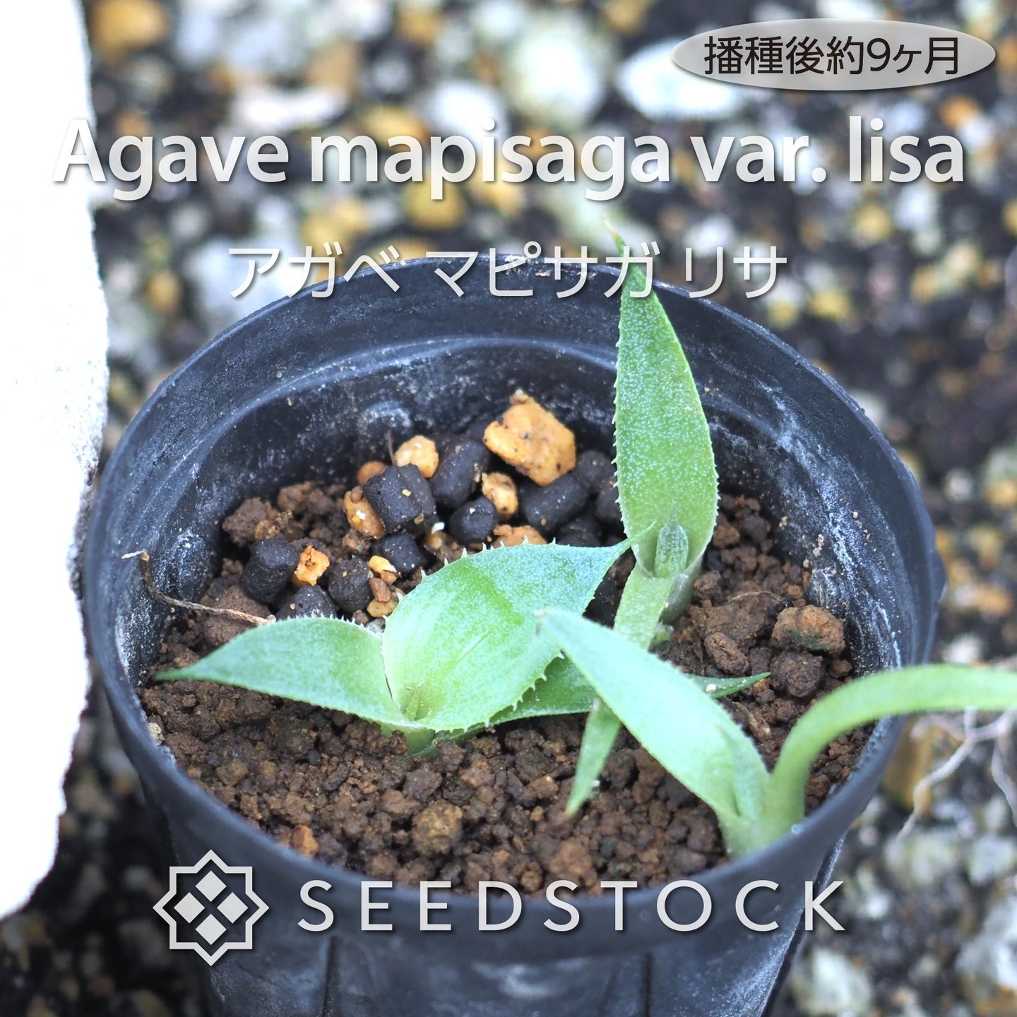 アガベ-パキポディウム-アデニウム 種子のお店 seedstock