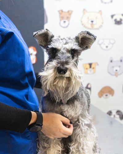 Carousel post from medicalpettj.