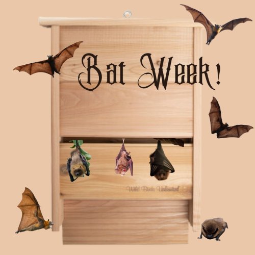 Photo post from wildbirdsunlimitedofleawoodks.