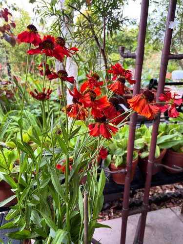 Photo post from gardenhousebrighton.