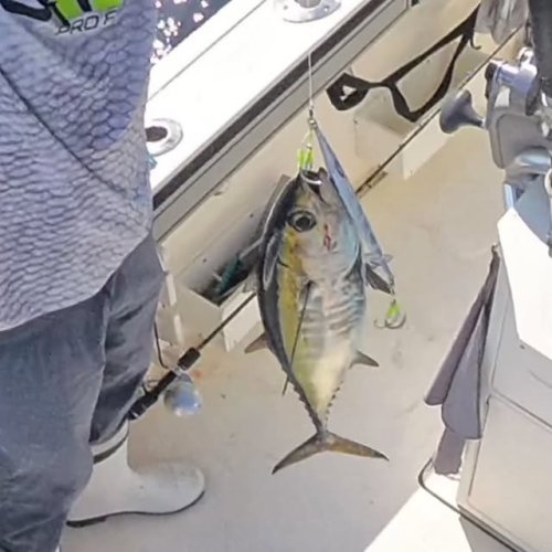 Video post from ejs_fishing_charters.