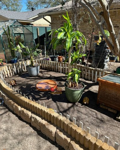 Photo post from carapacecritters.