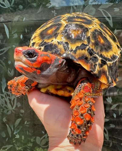 Photo post from carapacecritters.