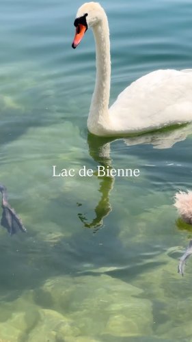 Video post from badinanna.