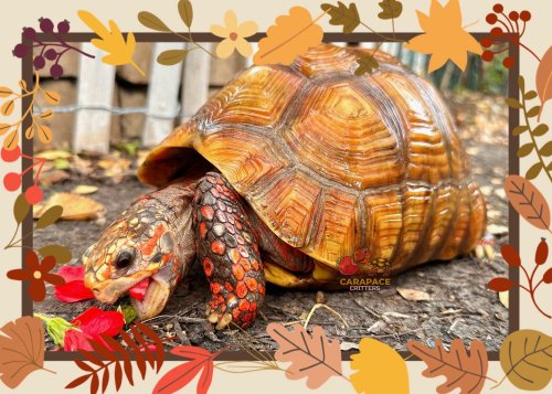 Photo post from carapacecritters.